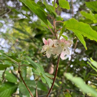 ツツジの仲間らしい。
1〜2cmぐらいの小さな花。
