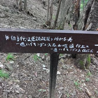 矢印方面はヤマップの地図上でも踏み跡無し