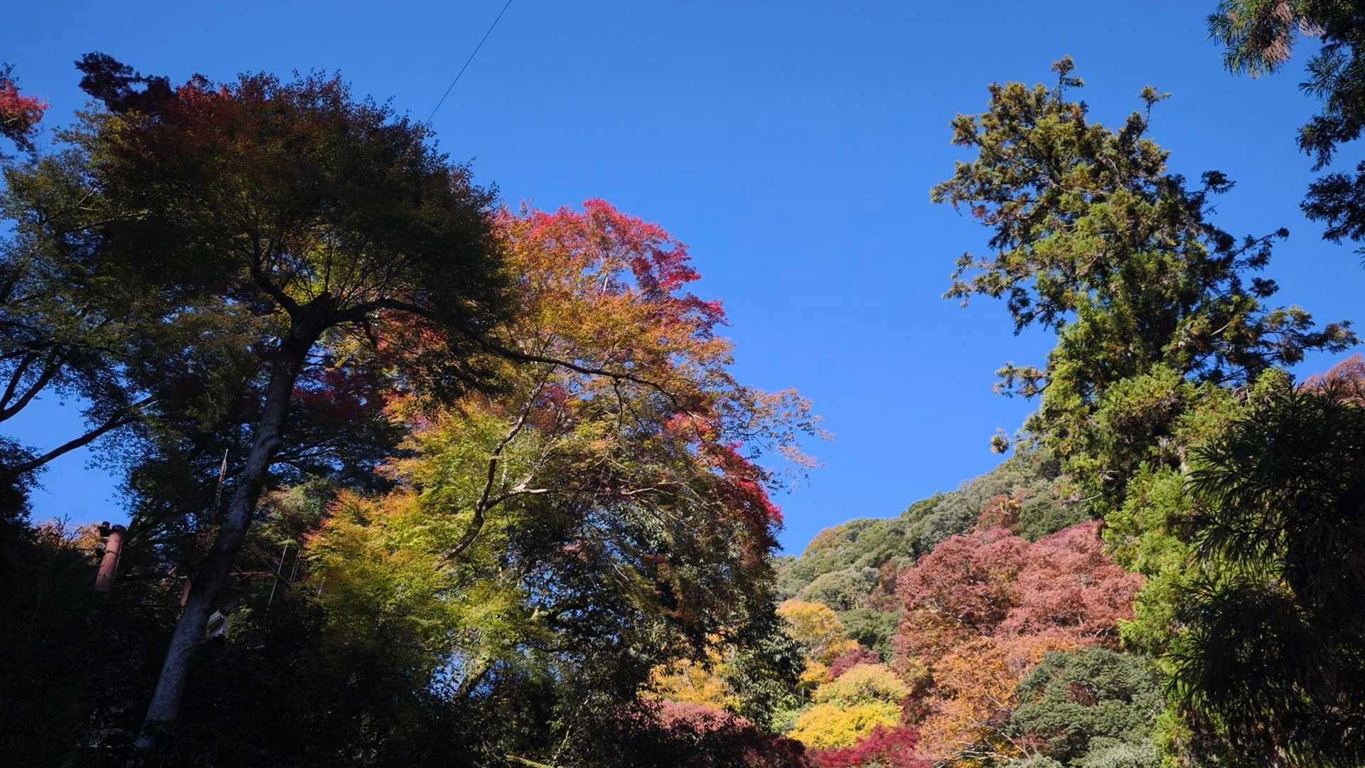 箕面の大滝へ向かう途中、いい感じの紅葉がありました