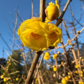 蝋梅が咲いてた😘