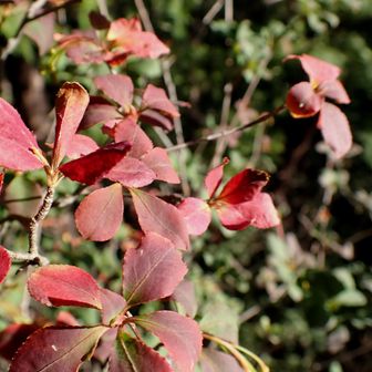 【🍁紅葉🍁】色付きはまだですね…　見頃は１１月入ってからかもしれない🤔
