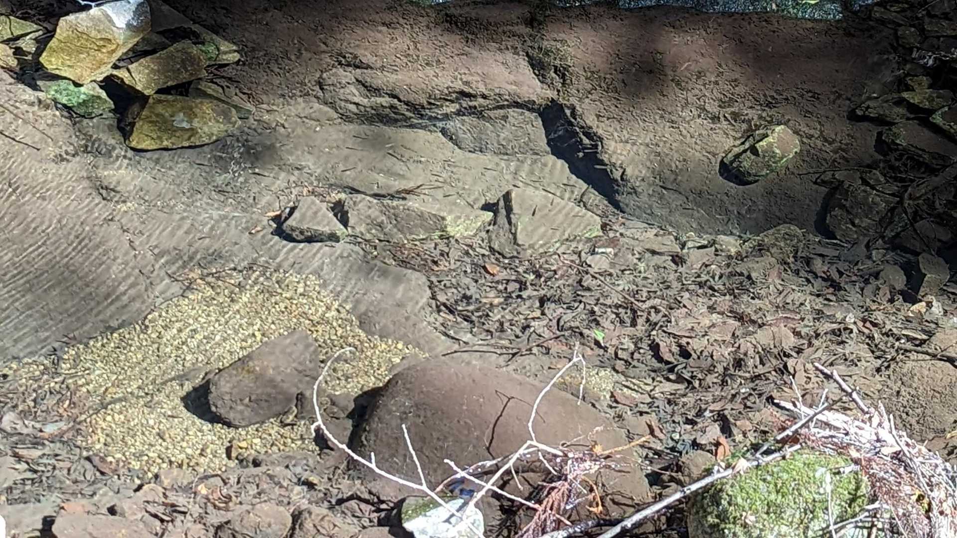 清流に小魚泳いでました🐟