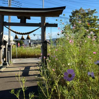 膝騙し騙し。
やっと下山でお礼参り、秋ですな。

小学生の下校時間です。
なんか？と思ったら、大通り沿いを登下校するからなのか、徒歩なのにみんなヘルメット被ってる。夏は暑そうだな〜

25分程で寄居駅到着⛰️おつかれ山でした。

もしかしたら玉淀駅の方が近かったかもしれない事に家に帰って気づきました。