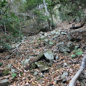 裏六甲縦走路に合流するには、、、
向かって左の斜面から取り付いて。
ピンテや古いロープなど。
ガレた急登に辟易して、他にルートがないか探ります。