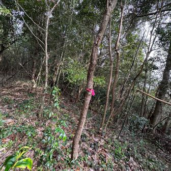 ピンク🩷を左見て⬅️