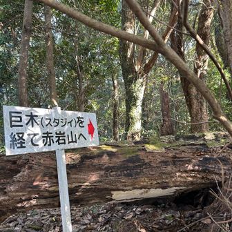 YAMAPでは赤岩山(530m)山頂🤔🤔
しかし、巨木を経て赤岩山へと書いてあるので進みます😅