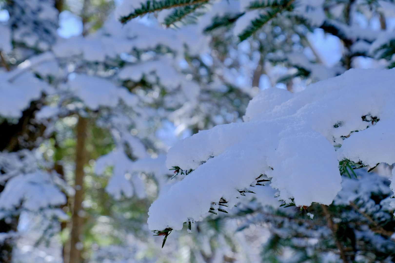 もみの枝にはもふもふの新雪。