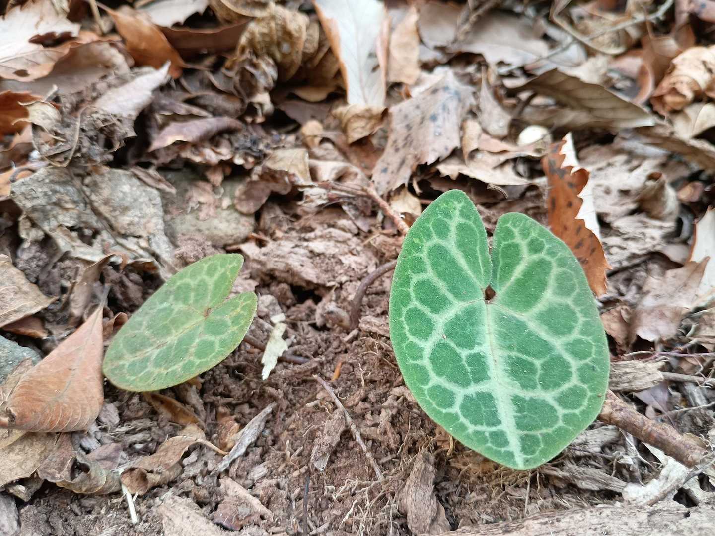 この葉は紋様がキレイ。
花は咲いていなかったけれど。