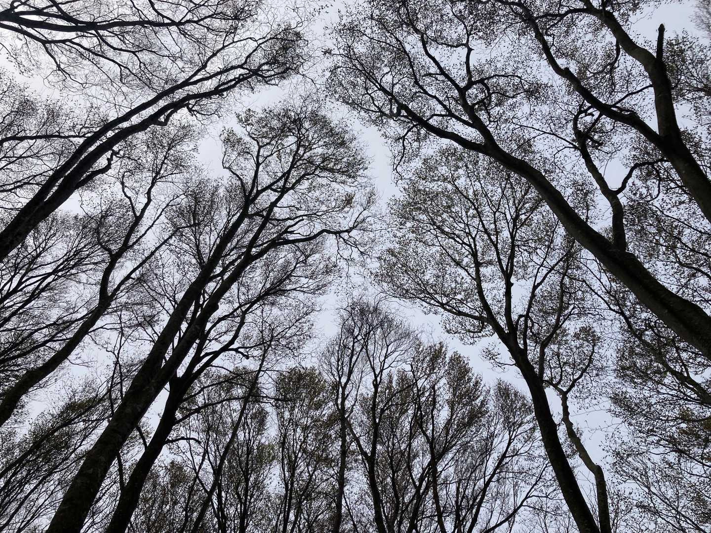 ヤマノキ左衛門はブナ林🌳に囲われた🤭