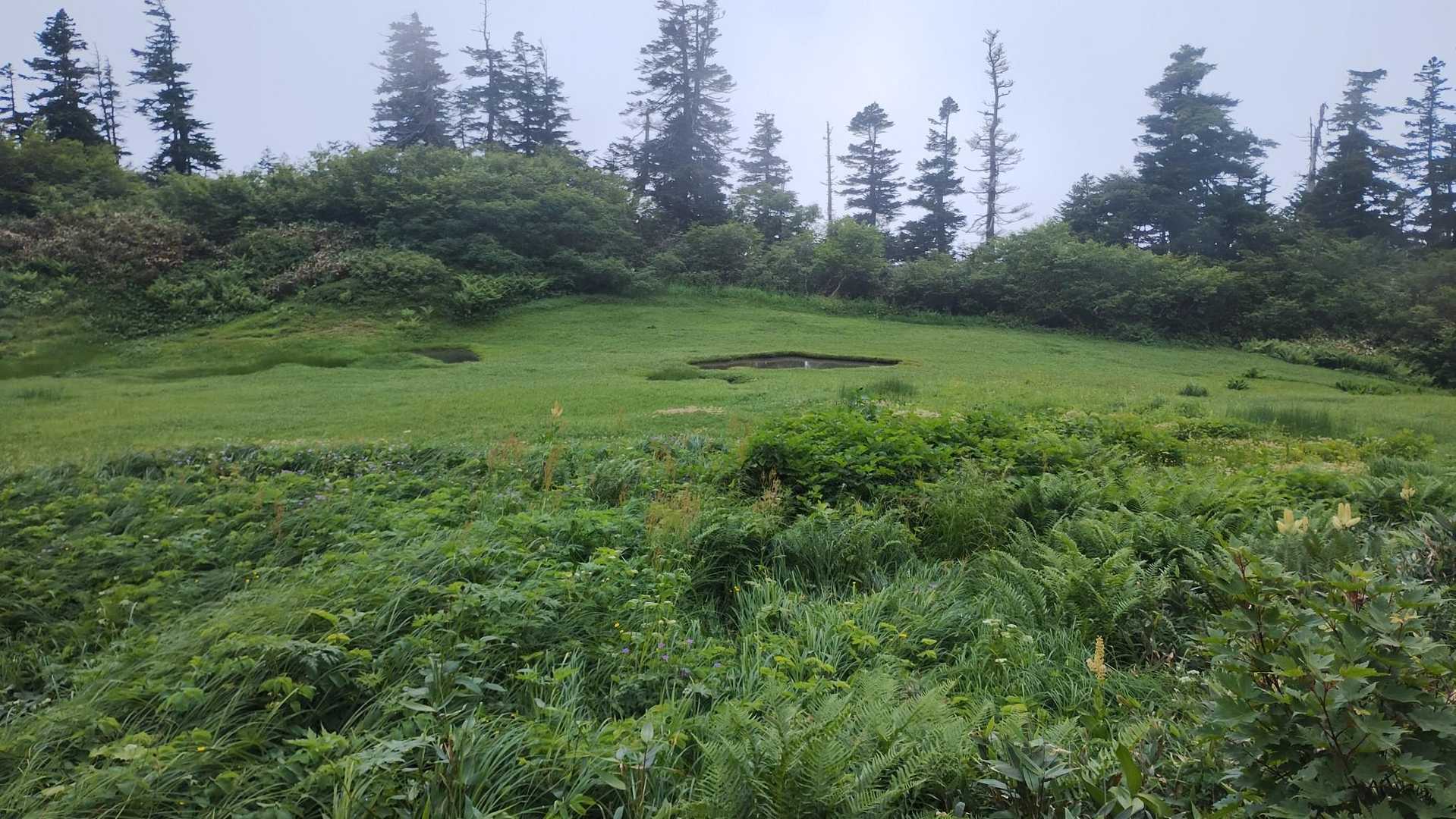 池塘が見える