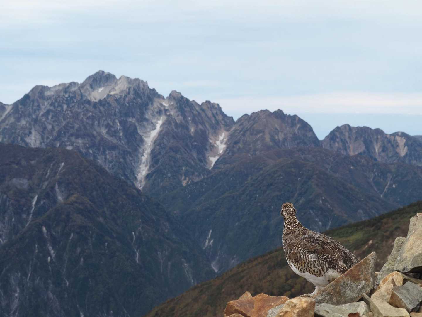 ライチョウと剱岳　　　om5