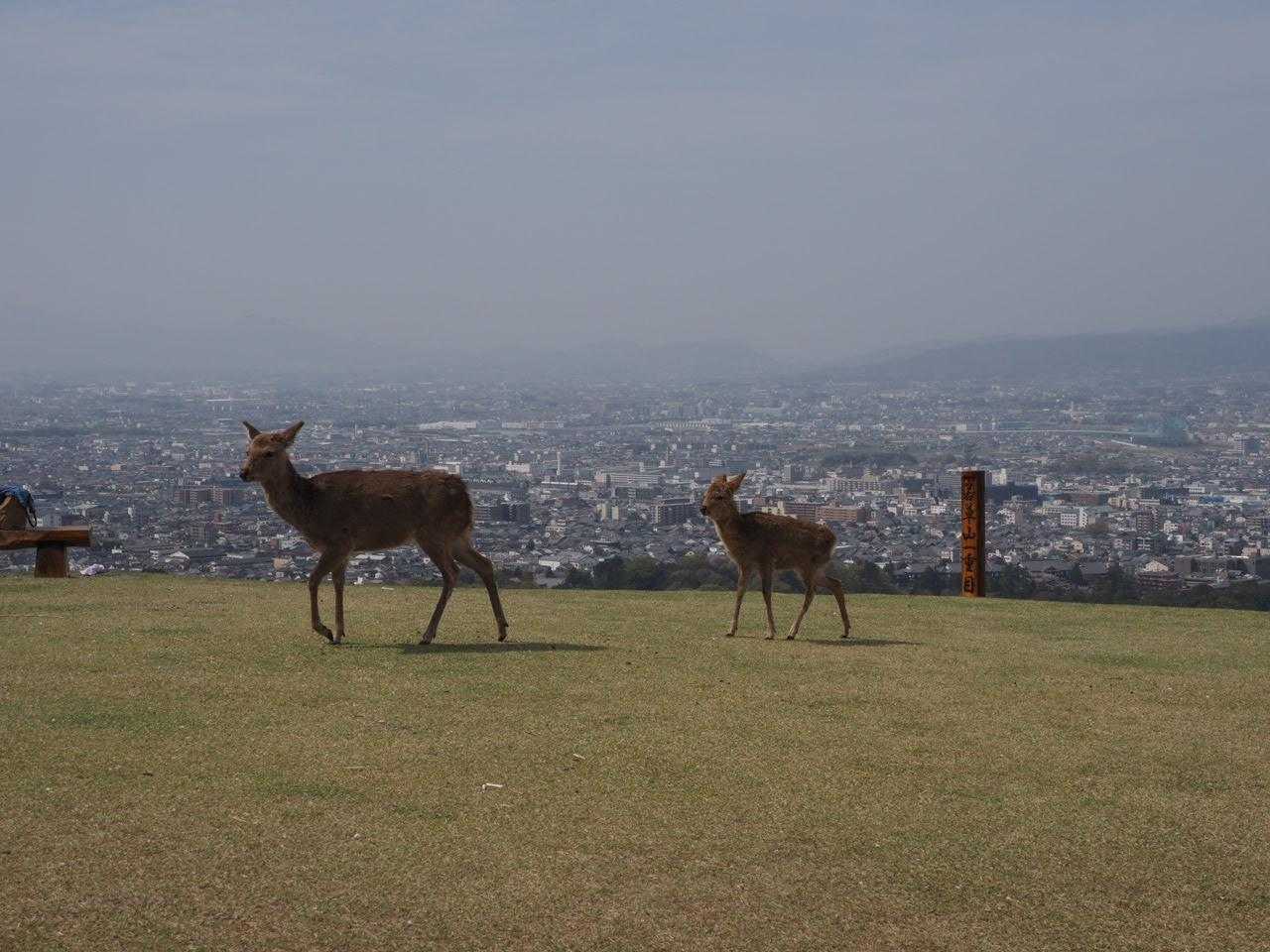 鹿と若草山と奈良市街のコラボ