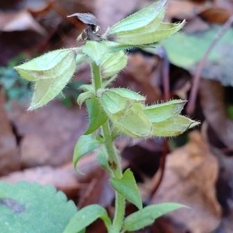 キバナアキギリの花柄