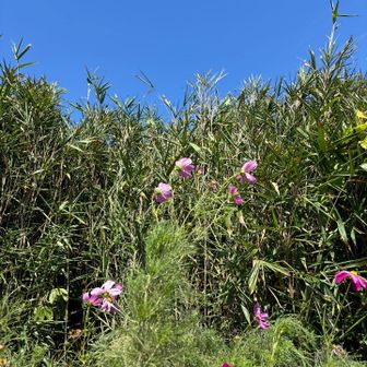 今年最初のコスモスの花🌸
秋の気配🍂