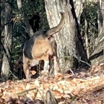 何かの獣の鳴き声がして警戒しながら蛍山へ向かう。
山頂に着くとガサガサ音がして、熊か？
と思ったら猟犬だった。
なんだ飼い主じゃないのか？
と言ったような感じで引き返して行った。
俺は、熊かと思って、スマホで動画撮影しながら、今度こそ襲われる瞬間を撮ってやろうと思ってたから拍子抜け。
なんだよ〜犬かよ〜。
でも犬で良かった。
沼田駅のトイレで熊に襲われた人がいるから、もしかしたら山より里の方が危険かも知れない。
逆に食い物の無くなった山が安全？