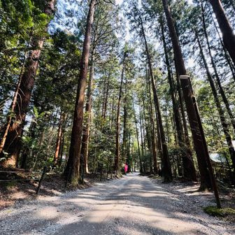境内を散策⛩️
　凛とした空気感😁
　　身が引き締まります