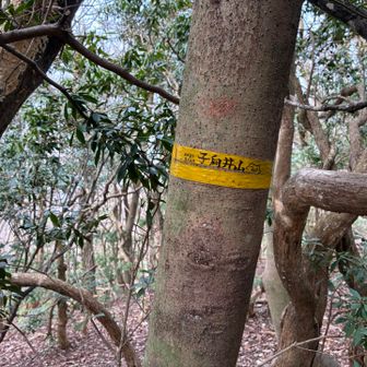 子向井山とおちゃこ🎵