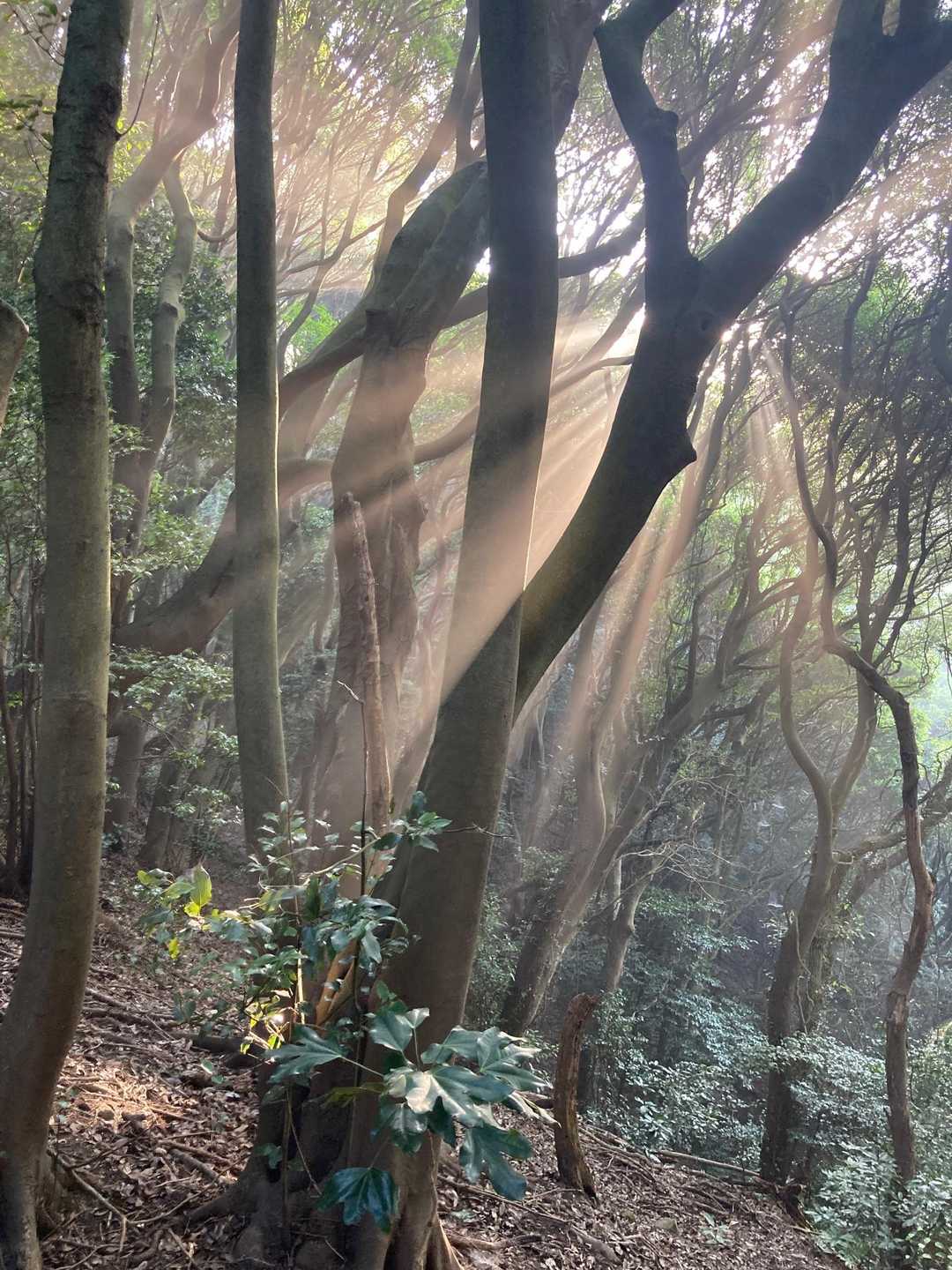 幻想的な木漏れ日