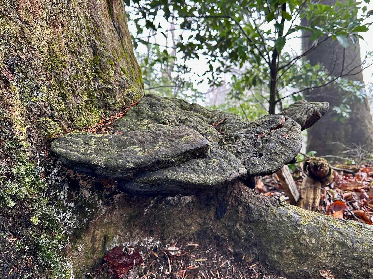 大きなサルノコシカケがあります🐒