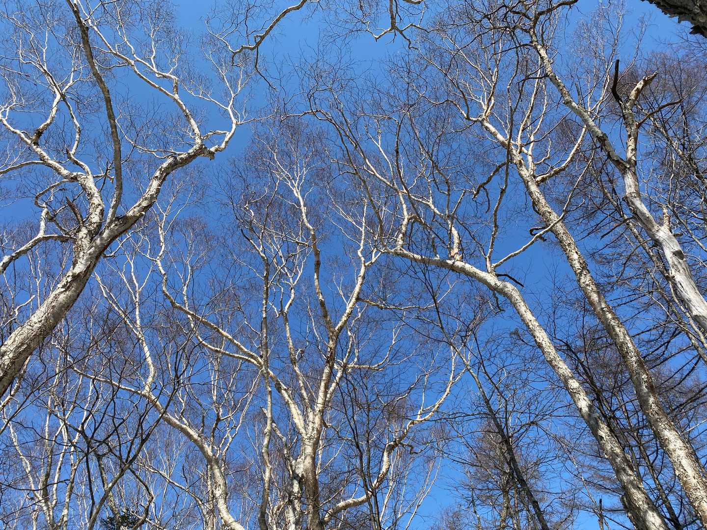 すずらん昆虫館前バス停-牛奥ノ雁ヶ腹摺山 往復コースの写真