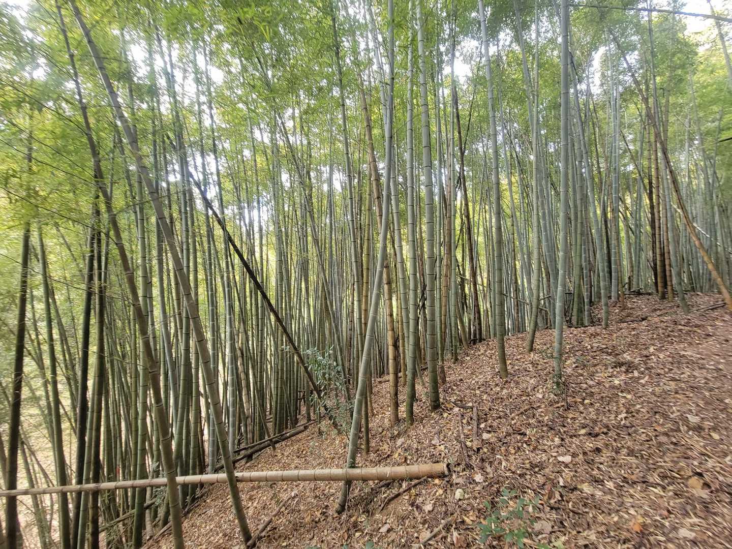 城山登山口-城山 往復コースの写真