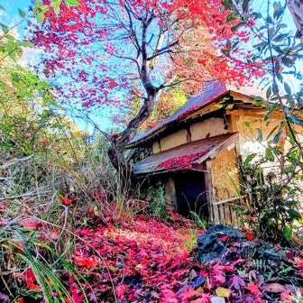 鮮やかな紅葉🍁色に癒されました💖