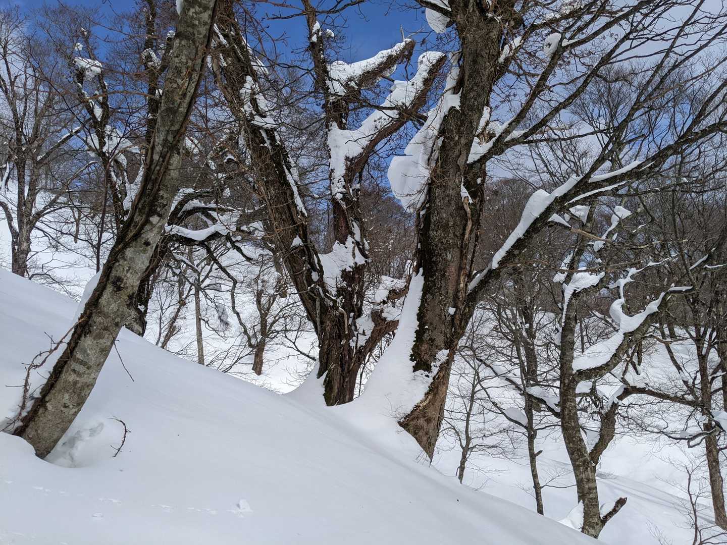 鏡ケ成キャンプ場登山口-烏ヶ山 往復コースの写真