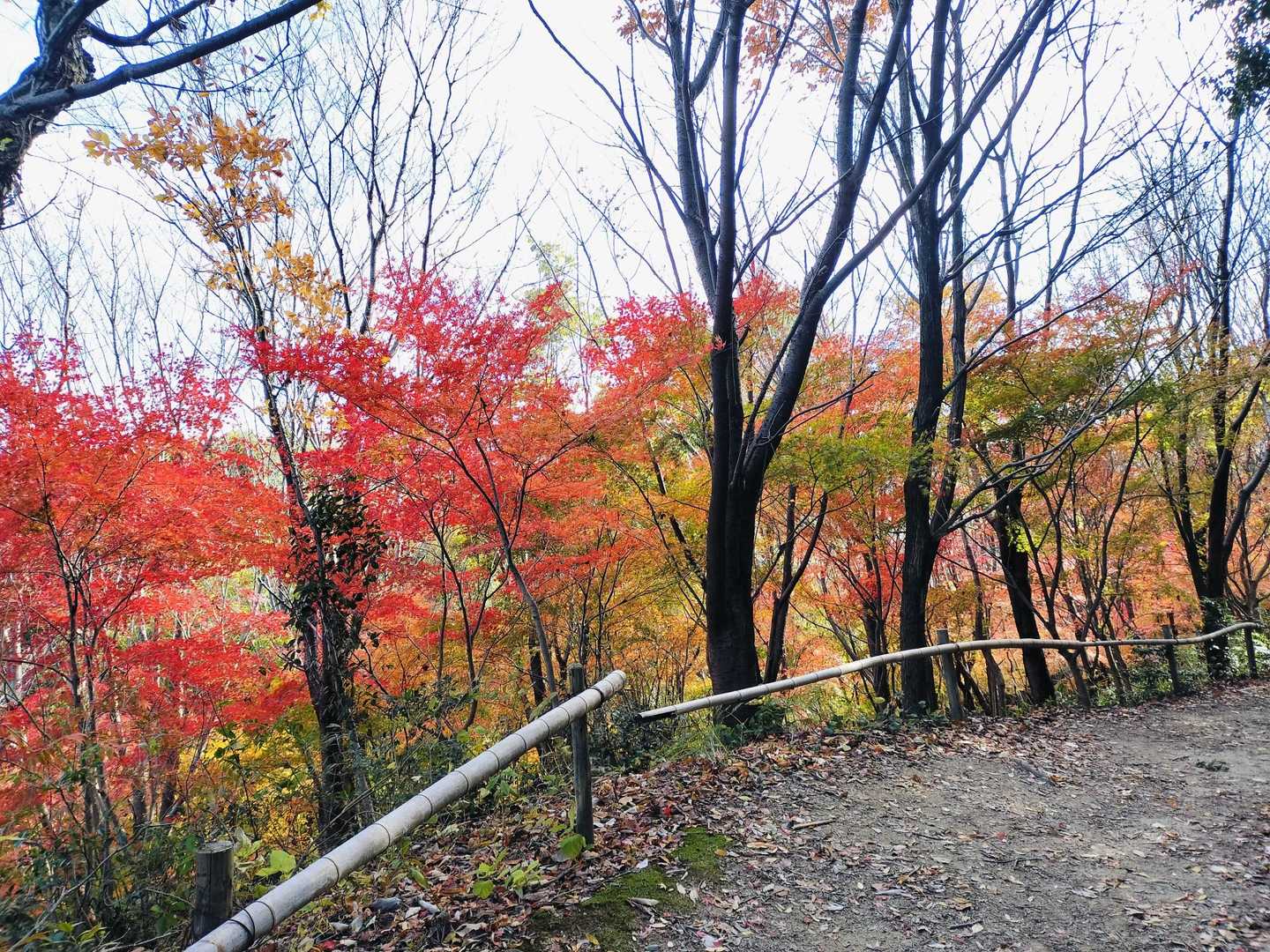 道の駅愛彩ランド-神於山 周回コースの写真