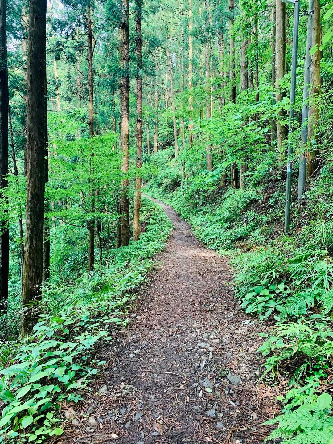 また山道始まっちゃったけど良いのかな、なんて思いながら。