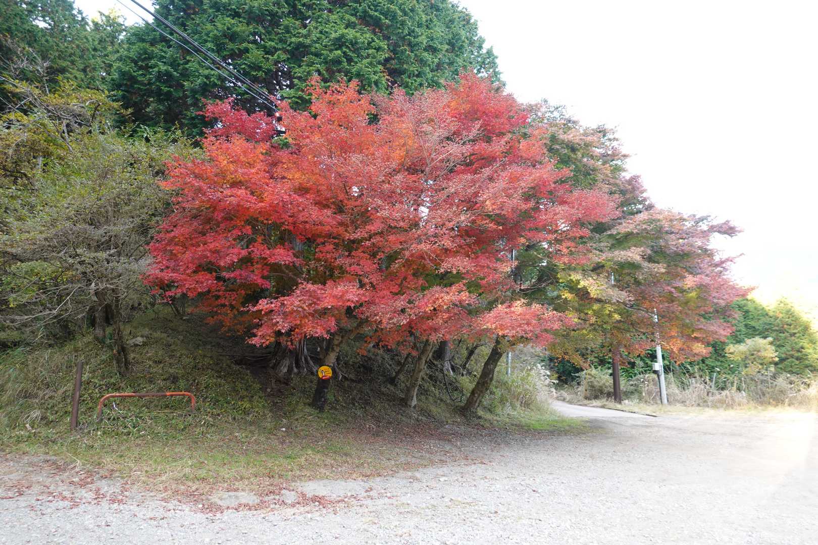 ここの紅葉が一番綺麗だった。
