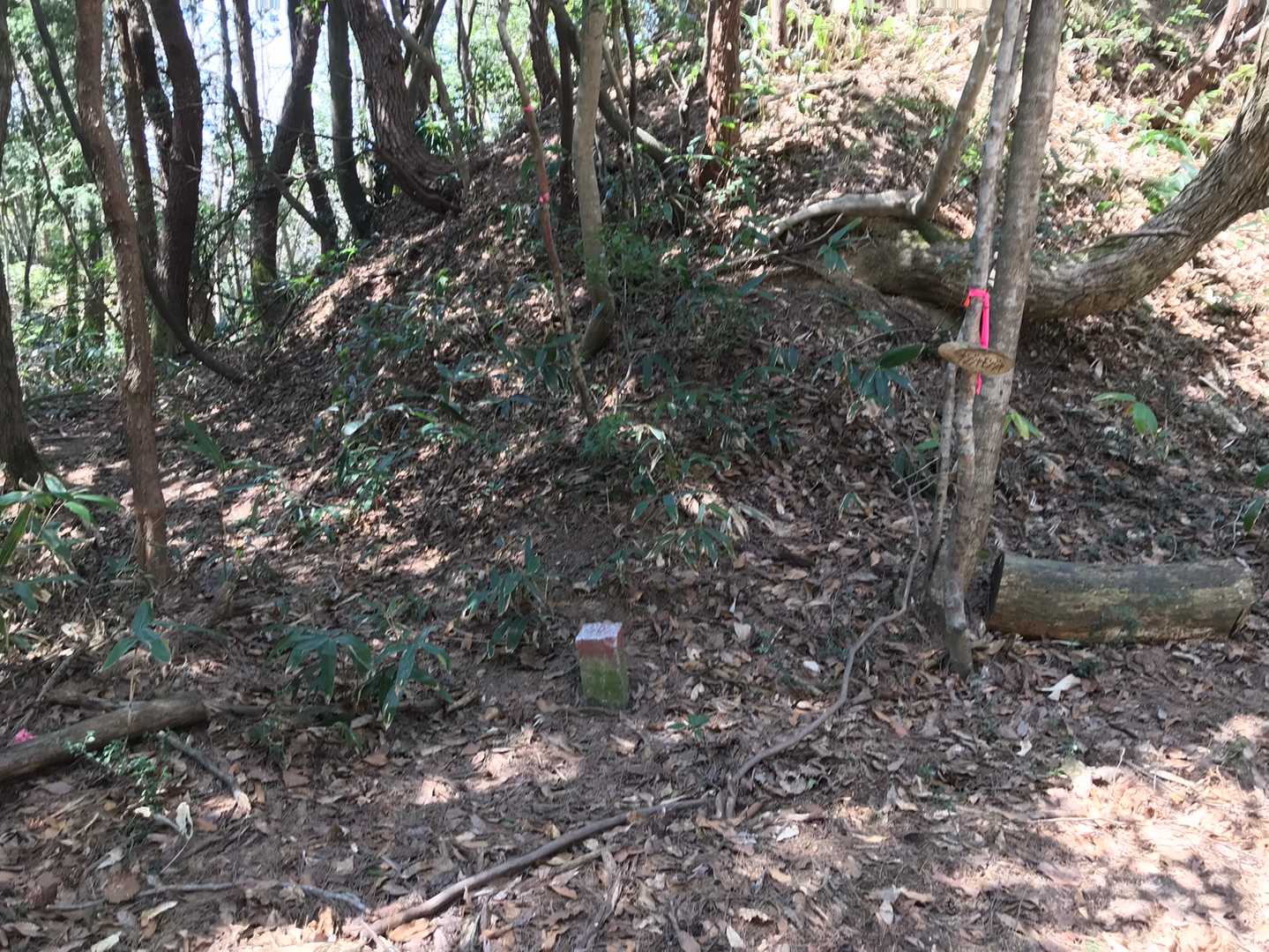 普通の下山ルートの途中にまた気になる分岐。
予備知識無いから今日はスルーします。