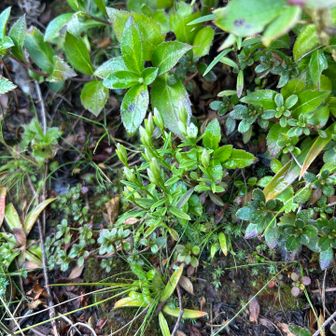 センブリ  投稿では大きいから、大きいお花思ってましたが、教えた貰わないとわからなかった😅