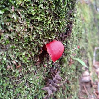 山の中に桜は…見なかったかな
スミレがたくさん咲いてます。