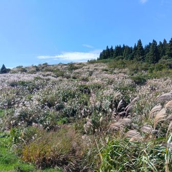 その層々岐野の一面のススキが気持ちよかった