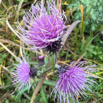 アザミが咲き誇る