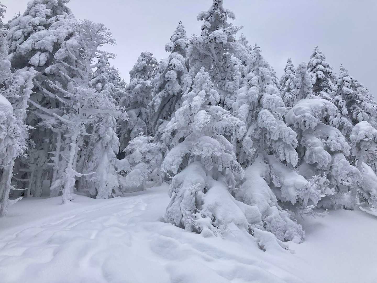 生クリームみたいにもふもふ❄️