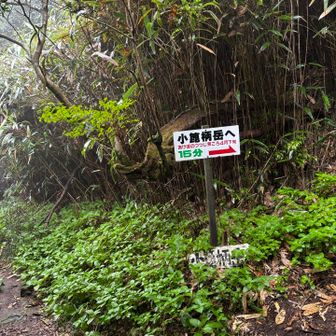 小篦柄岳へ行きます⛰️