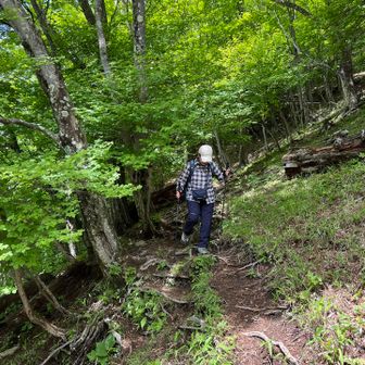 本来ならシロヤシオの森🌳なのですが😞