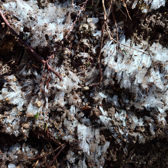 金剛山・二上山・大和葛城山 霜柱(*´艸`)

踏むとパキパキ鳴るのが
楽しい(笑)