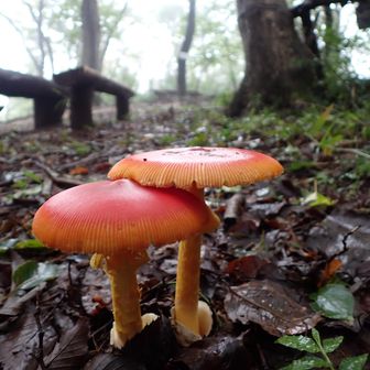 キノコ