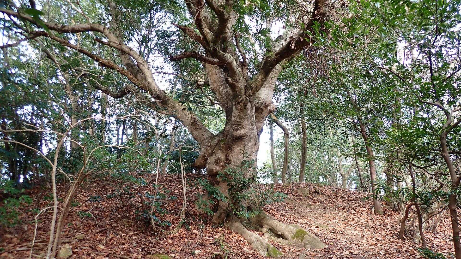 母塚山と安田要害山の間の登山道にあるシンボルツリー