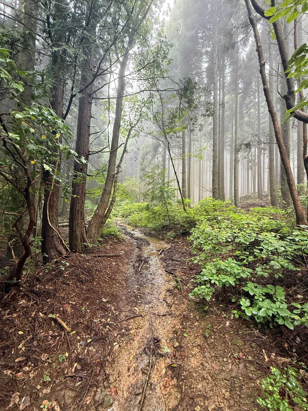 カンノ木山-鷹ノ巣山 周回コースの写真