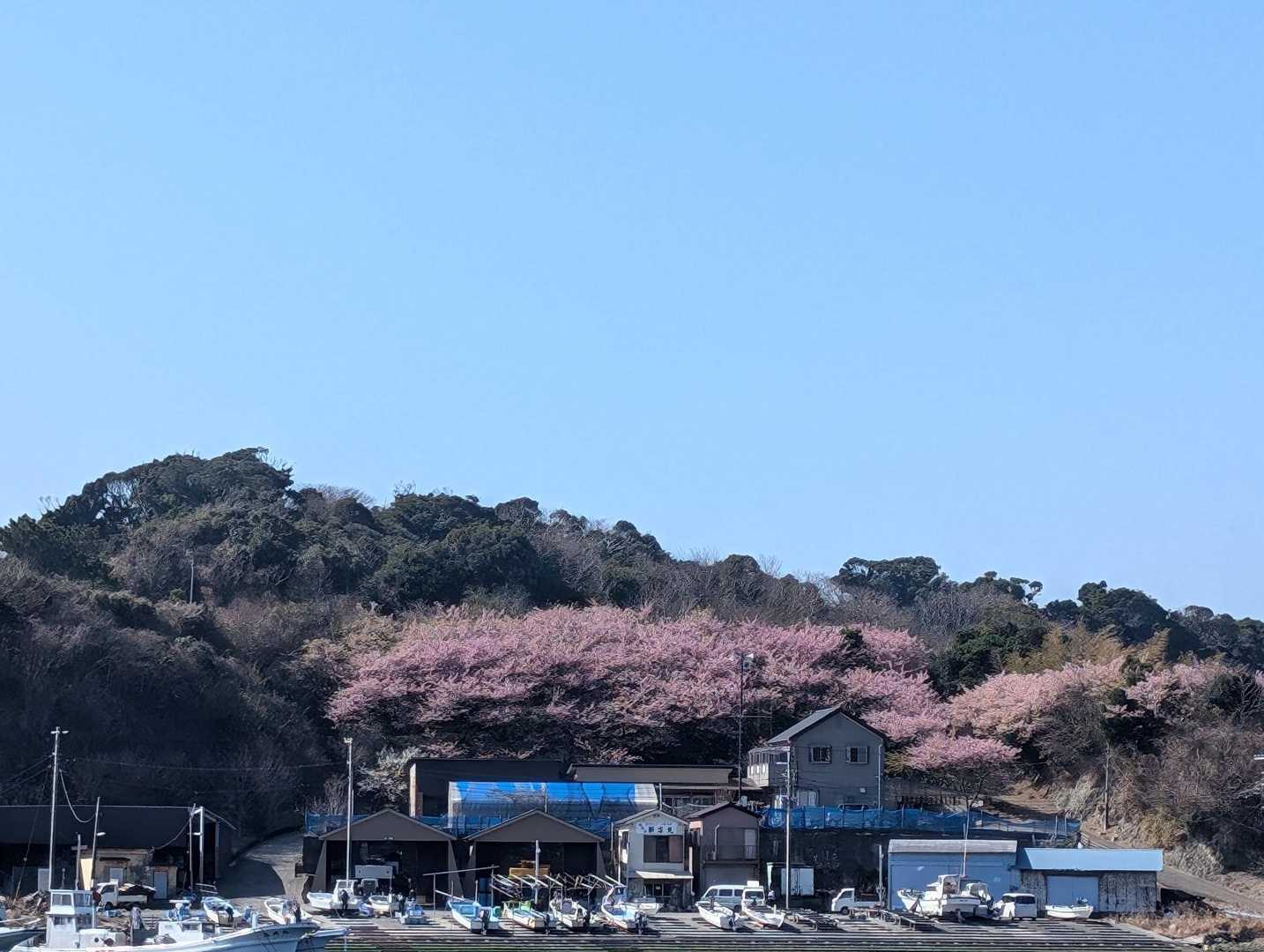 あれに見えるは河津桜では？
ピンク色にうっとりする