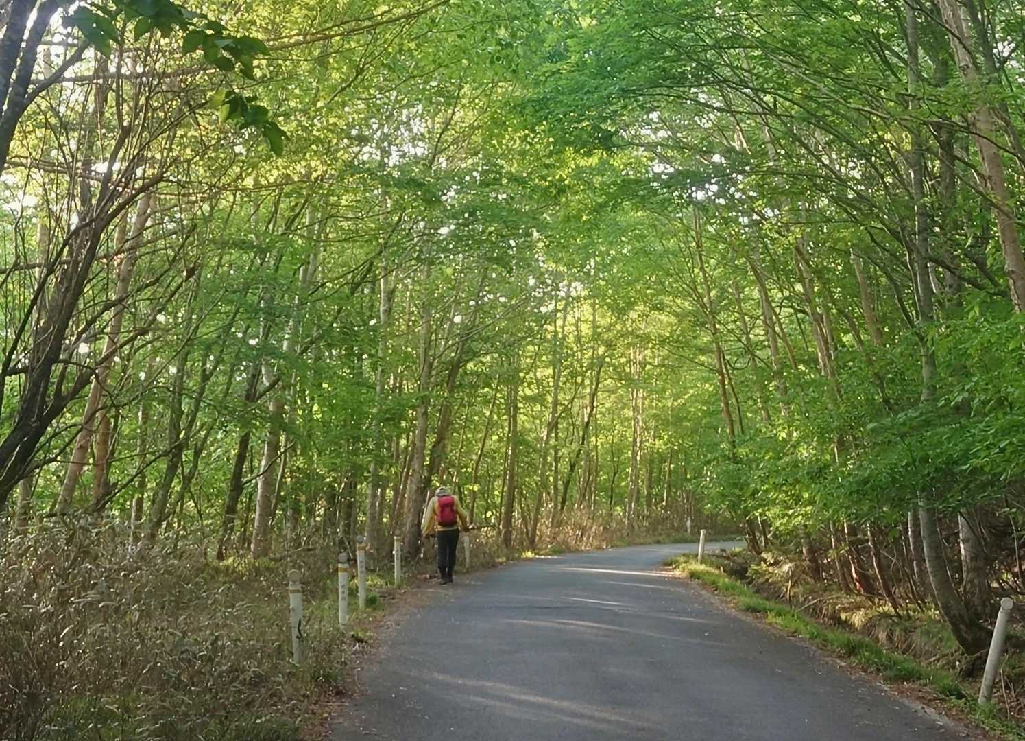 こんな道を40分歩きます。
樽前山の七合目駐車場が満車で 五合目から歩いたことを思い出します。