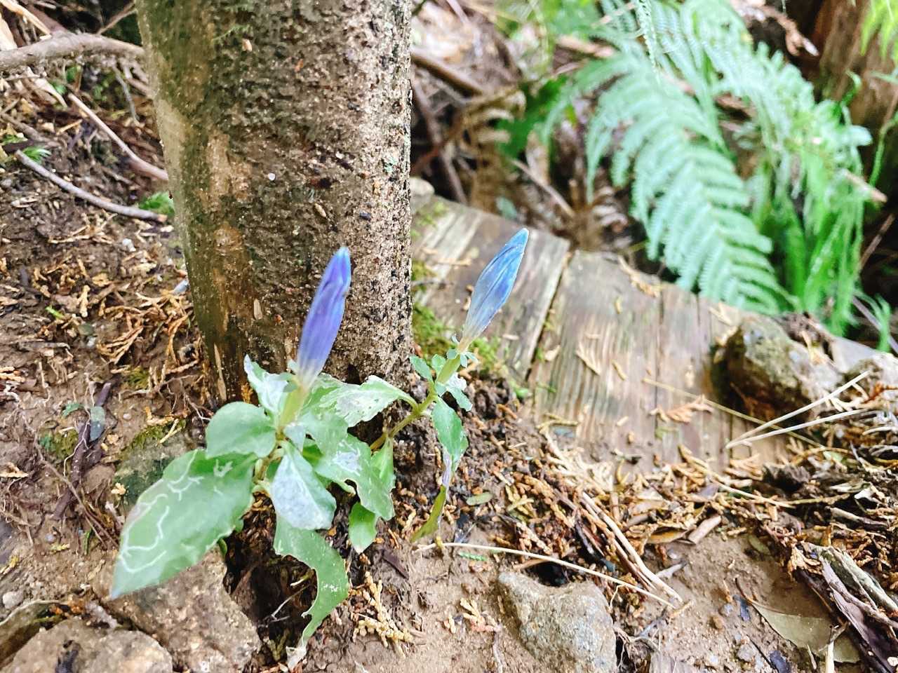 このお花いっぱい咲いていた!咲いていると言っていいのかわからないけど😅
