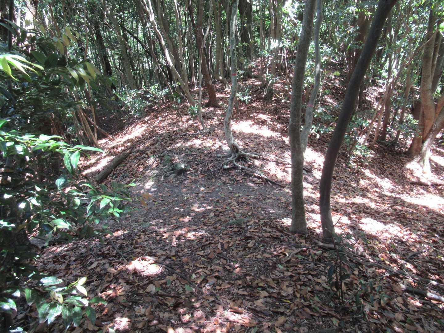 登山道に戻ります！