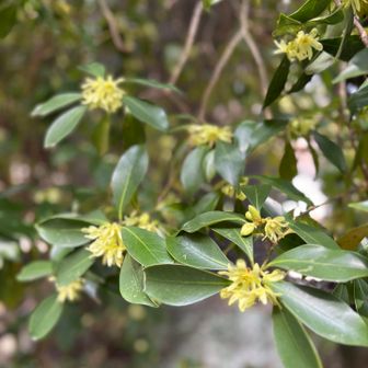 卒塔婆があちこちに折り重なって
ちょっと雑然とした雰囲気のお寺でした。
境内にシキミが咲いてました。