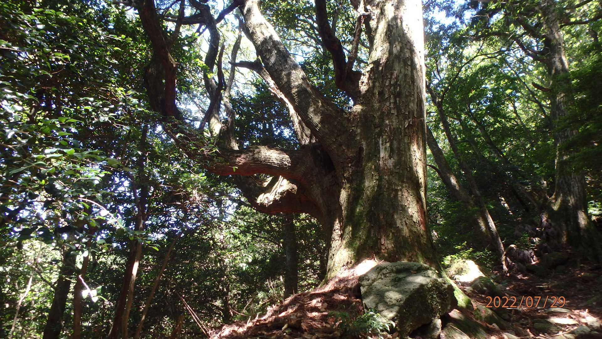 個人的には少し上がった、此方の杉に魅力を感じた