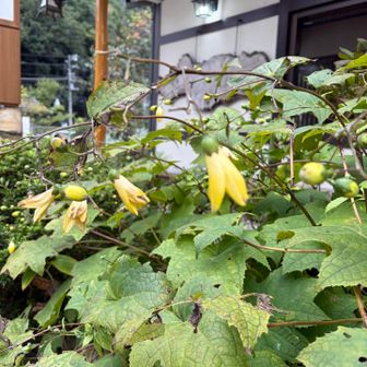 キレンゲショウマ