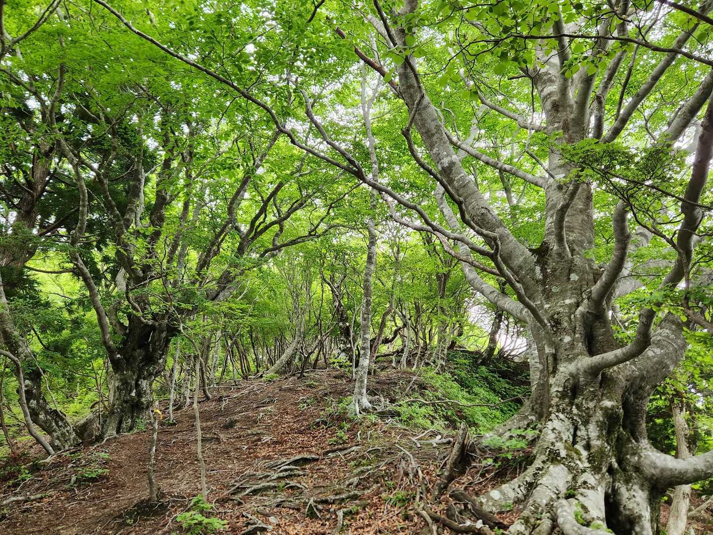 釈迦岳 周回コースの写真